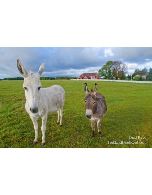 Donkey Greeting