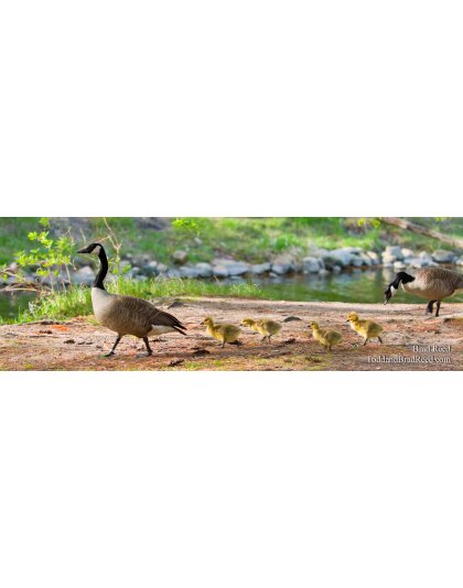 Springtime Parade - Panoramic