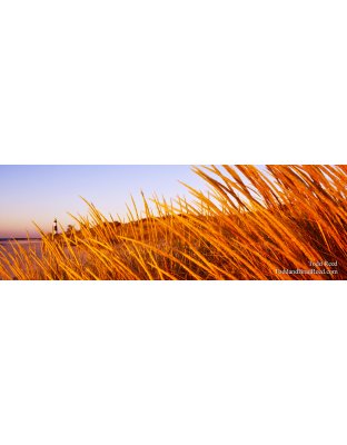 Splendor In The Grass - Panoramic
