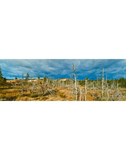The Forgotten Forest - Panoramic