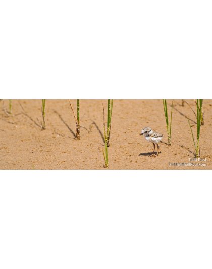 Rare Bird - Panoramic