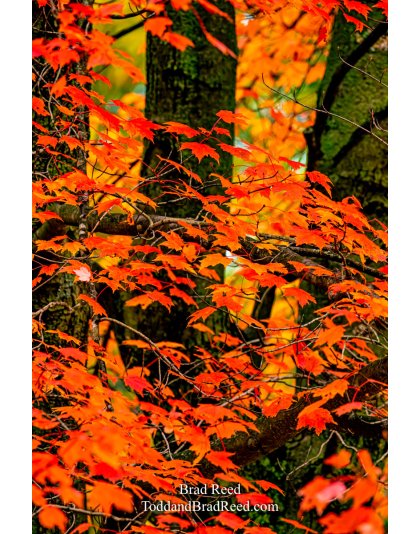 Brad’s Day 295 of 366 - October 21, 2020