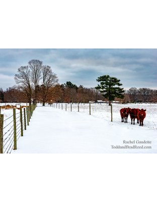 Rachel Gaudette’s Day 365 of 366 -  December 30, 2020