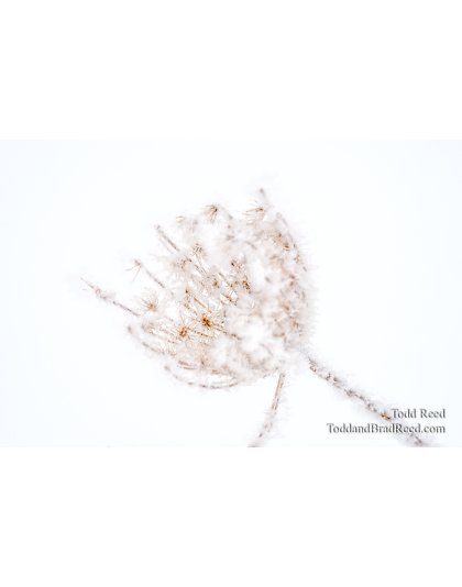 Snow Flower