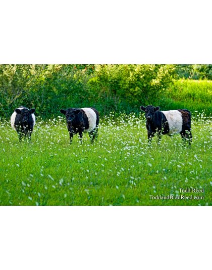 Cookie Cows
