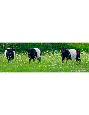 Cookie Cows - Panoramic