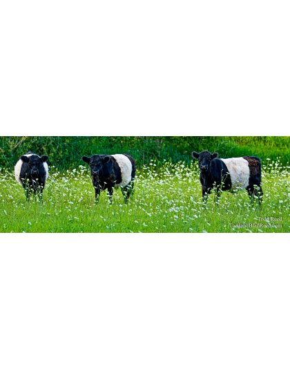 Cookie Cows - Panoramic