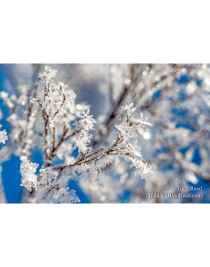 January Jewels