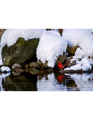 Winter Spark