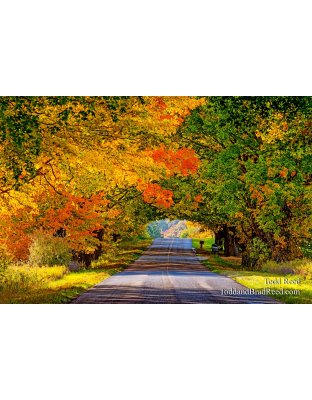 Canopy of Color