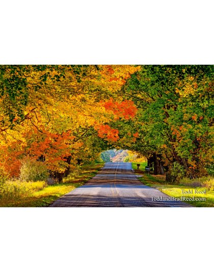 Canopy of Color