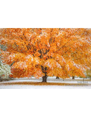 November Splendor
