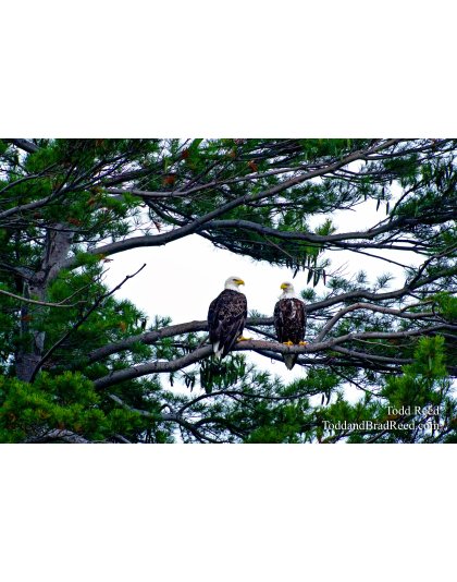 Love Birds