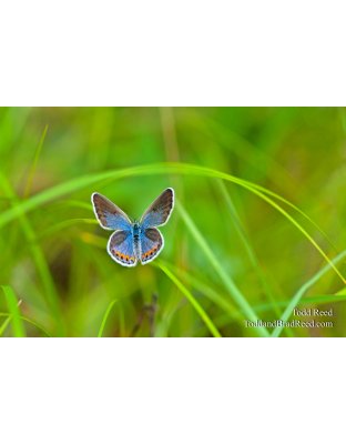 Karner Blue Beauty