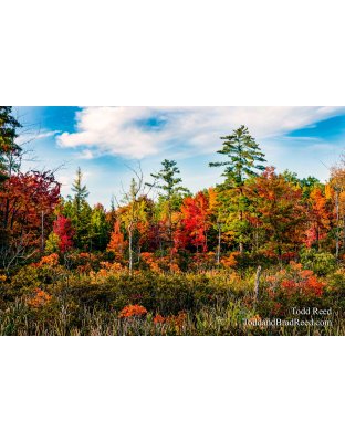 Michigan Tapestry