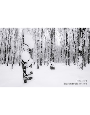 Snowy Woods