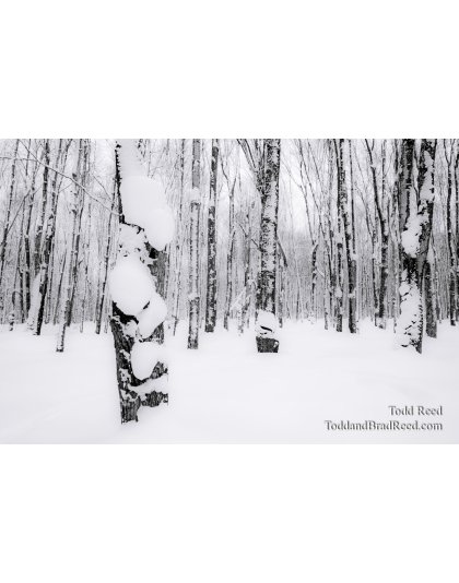 Snowy Woods