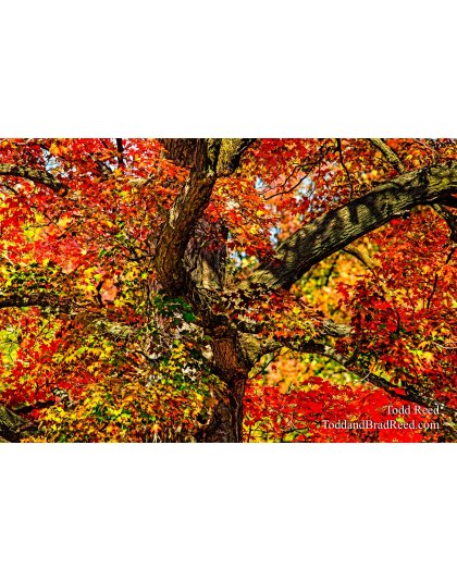 Maple Mix