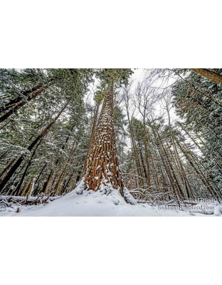 Spirit Tree