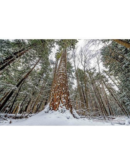 Spirit Tree