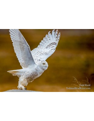 Snowy Liftoff