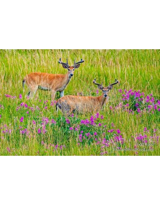 Summer Tines