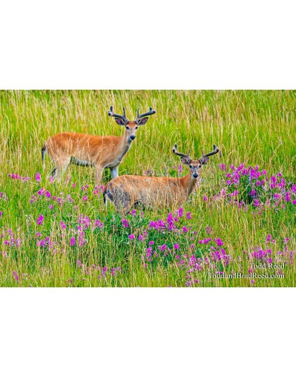 Summer Tines