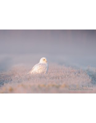 Soft Surroundings