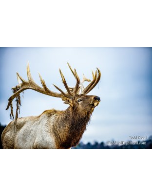 Noble Michigander