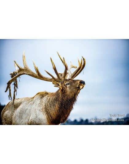 Noble Michigander