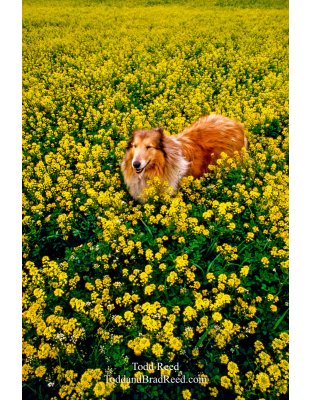 Collieflower