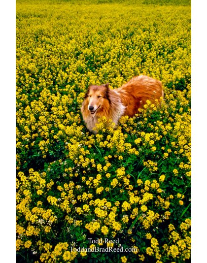 Collieflower