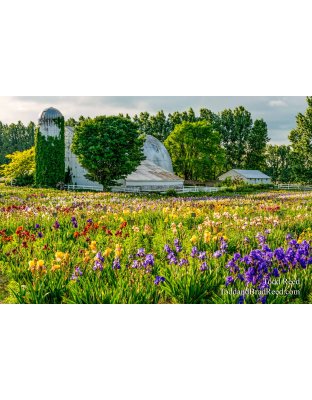 Iris Farm