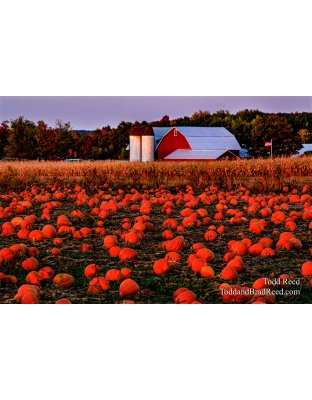 The Great Pumpkin Patch