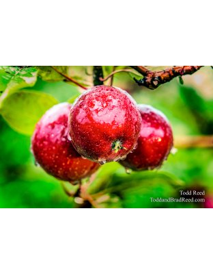 Michigan Apples