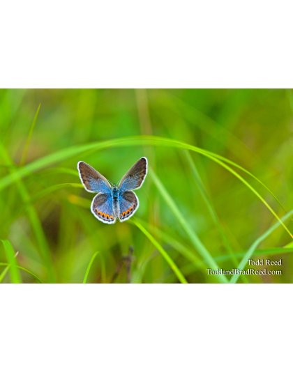 Karner Blue Beauty