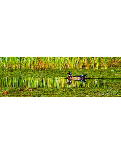 Super Natural - Panoramic