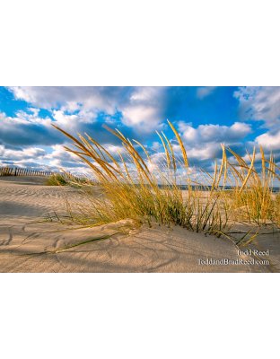 Windswept