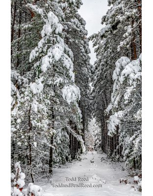 Winter Intrigue