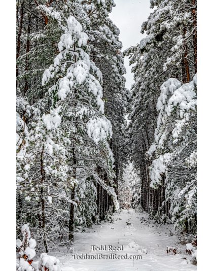 Winter Intrigue