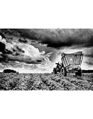 Harvest Drama