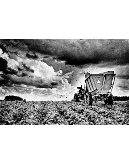 Harvest Drama