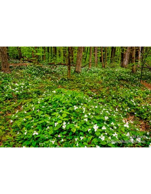 Trillium Dreamland