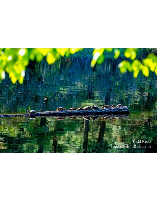 Log Jam