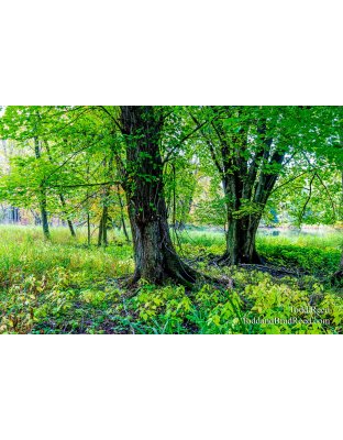 Green Giants