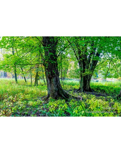 Green Giants