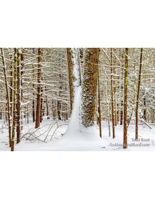 Blasted by Winter