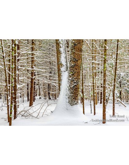 Blasted by Winter