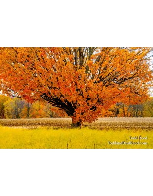 Magnificent Maple