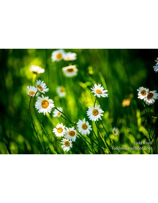 Wildflower Array